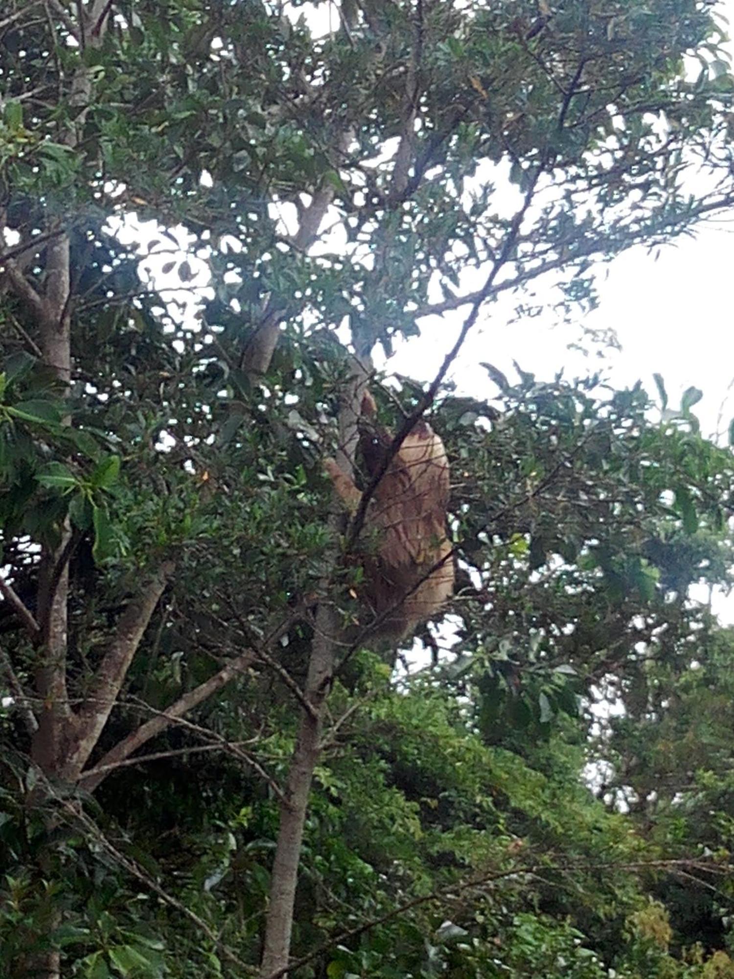Hotel Claro De Luna Monteverde Ngoại thất bức ảnh